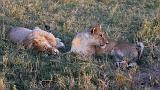 TANZANIA - Serengeti National Park - Leoni Lions - 71